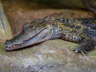 Obraz premium Little crocodile lies on a stone in a zoo
