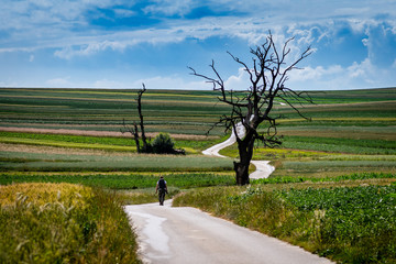 pola uprawne, drzewo, droga © Tomasz