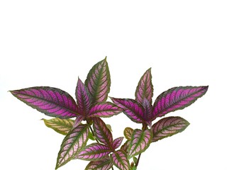 Persian Shield (Strobilanthes Dyeriana) isolated on white background.Plant leaves are purple, green and surface pattern bright and beautiful.Planted as ornamental and raised in dim light.Small shrub
