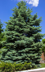 picea pungens. A Blue Spruce (Picea pungen)