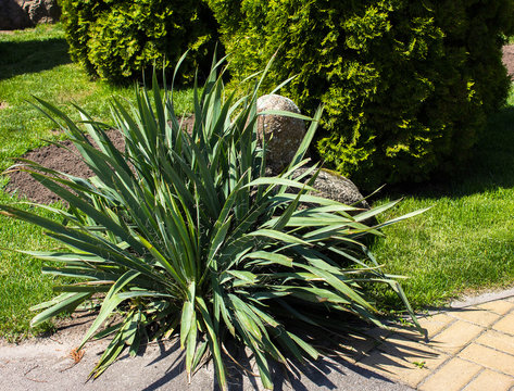 Common yucca. Common Yucca filamentosa. Called Adam's needle Spanish bayonet Bear-grass Needle-palm Silk-grass and Spoon-leaf , General view  S