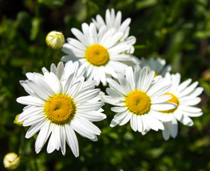Chamomile flowers. Natural herbal treatment. Flowering. Chamomile. Blooming chamomile field, Chamomile flowers. Natural herbal treatment.