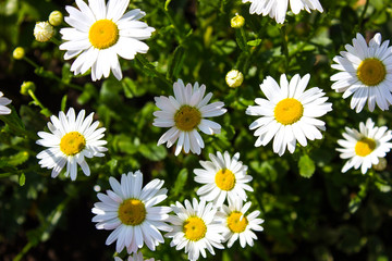 Fototapeta premium Chamomile flowers. Natural herbal treatment. Flowering. Chamomile. Blooming chamomile field, Chamomile flowers. Natural herbal treatment.