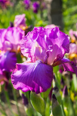 German iris (Iris barbata), close up of the flower head, Nature concept. Beautiful flowers of blue iris. Beautiful irises on green background. A blue iris plant in garden bloom in spring.
