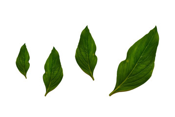  Basil leaf