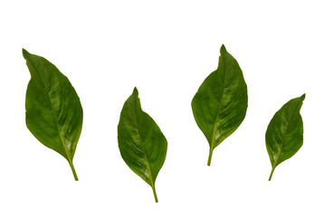  Basil leaf