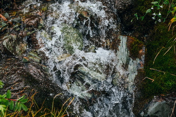 Scenic background of small waterfall on mossy rock close-up. Frozen motion of splashes of clear spring water. Mountain creek on rock with thick mosses. Colorful backdrop of rich alpine flora.