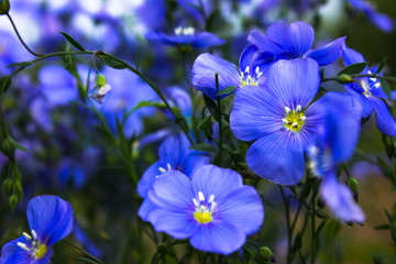 Fototapeta na wymiar A field of blue flax blossoms. blue flax. blue flax field closeup at spring shallow depth of field.