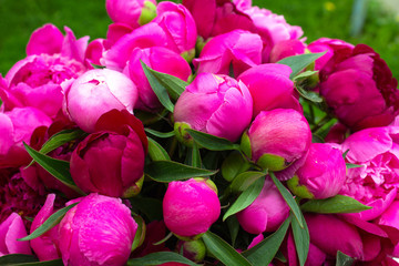 Beautiful bouquet of pink peonies peony roses flowers .Fresh floral home decor. Trend pink color. Text copy space