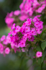 Pink  phlox on a green natural background. Beautiful white phlox. Small white buds of a garden flower.