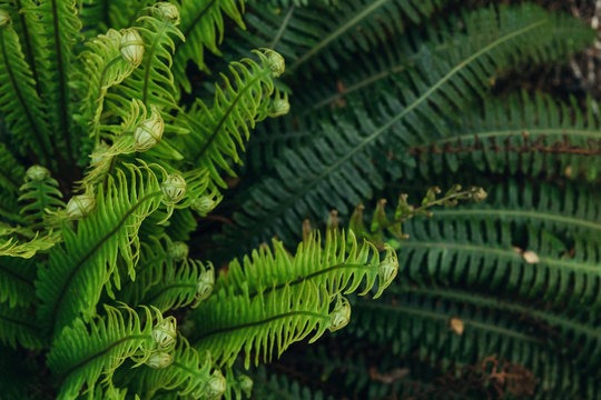 New Zealand fern