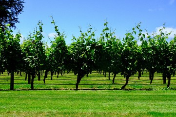 vineyard landscape. Autumn grapes garden