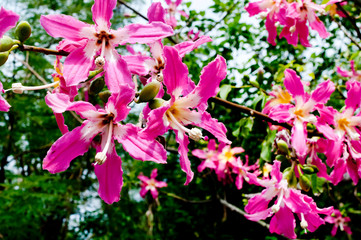 Obraz premium トックリキワタの花