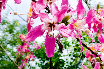 トックリキワタの花