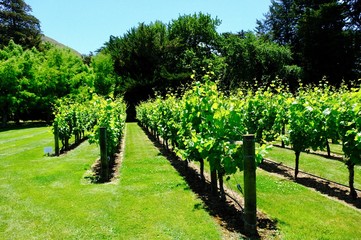 Fototapeta na wymiar red wine grapes in the vineyard