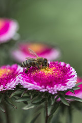 Pink Asters bloom in the garden. Flowers aster close up. Soft focus.