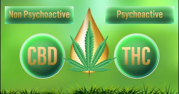 CBD Non-Psychoactive but THC Psychoactive ,Video animation on green background.