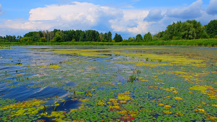 view of the river overgrown with water lilies