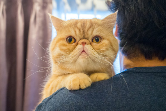 Men show love for animals by holding a cute exotic orange cat on their shoulders. The cat smiles and looks at the camera.