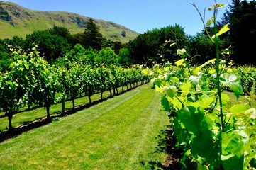 Naklejka premium red wine grapes in the vineyard