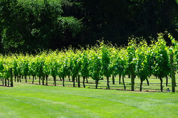 red wine grapes in the vineyard