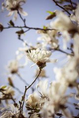 Macro of star magnolia blossoming in spring, isolated from background