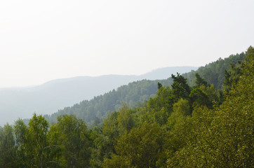 Obraz premium Mountains overgrown with trees against the sky. Summer forest. Hills faded into mist.