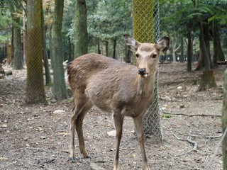 奈良公園の鹿