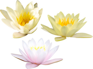 tree water lily flowers on white illustration