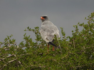 Pale chanting goshawk