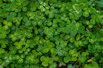 Carpet of green three-leaf clover cover a meadow