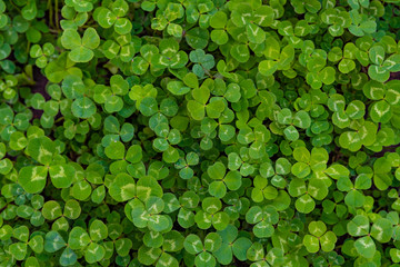 Carpet of green three-leaf clover cover a meadow