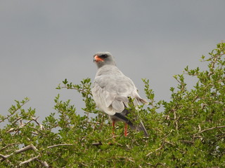 Pale chanting goshawk