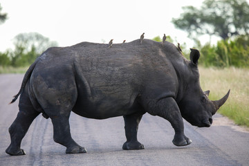 Fototapeta premium rhino and birds