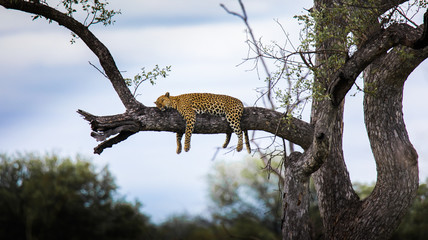 Leopard in tree