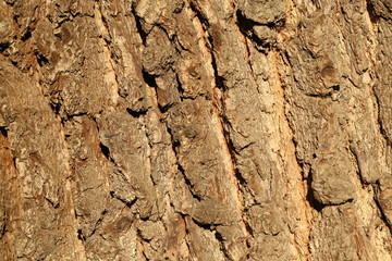 Holztextur, Hintergrundbild, braune Baumrinde