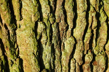 Holztextur, Hintergrundbild, grünliche Baumrinde