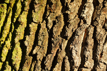 Holztextur, Hintergrundbild, grünliche Baumrinde
