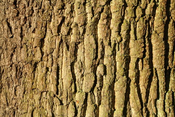 Holztextur, Hintergrundbild, grünliche Baumrinde