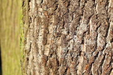 Holztextur, Hintergrundbild, grünliche Baumrinde