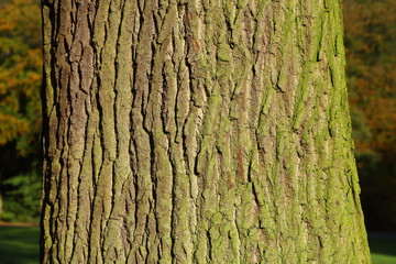 Holztextur, Hintergrundbild, grünliche Baumrinde