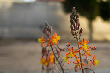 Stalked bulbine