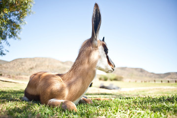 springbok