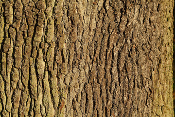 Holztextur, Hintergrundbild, braune Baumrinde