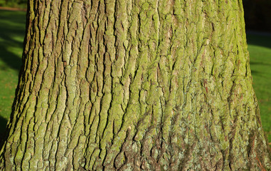 Holztextur, Hintergrundbild, grünliche Baumrinde