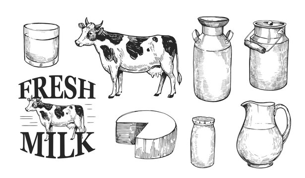 Milk and dairy products. Fresh farm milk, cheese, cottage cheese. Hand drawn illustration converted to vector. Isolated on white background