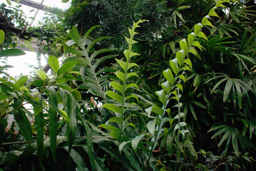 green green plants