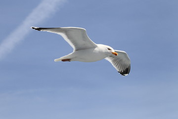 Oiseau de mer
