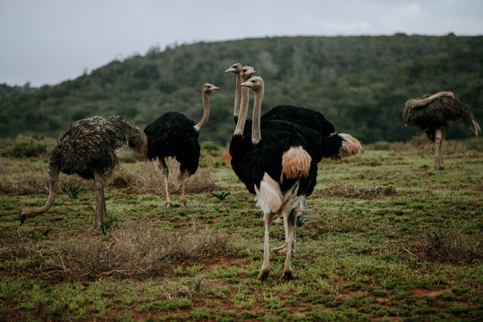 Africa wild animals