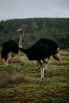 Africa wild animals
